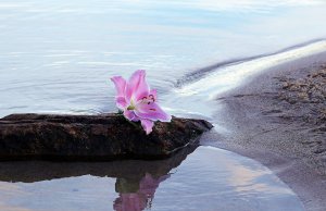 Hoa Lily có đặc điểm gì? Tìm hiểu ý nghĩa, công dụng của loài hoa này